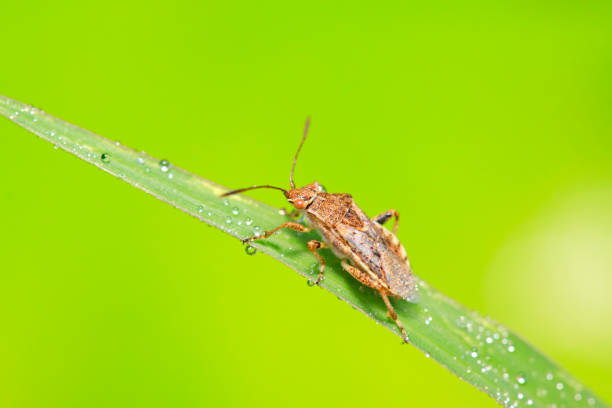 istock stinkbug on plant in the wild 900356608