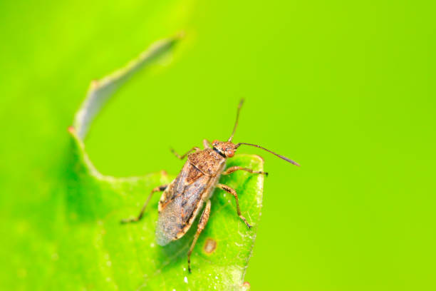 istock stinkbug on plant in the wild 900356610