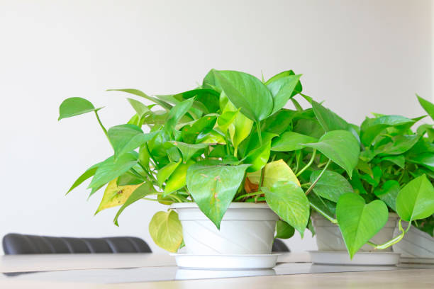 istock scindapsus aureus, a kind of foliage flowers 900356700