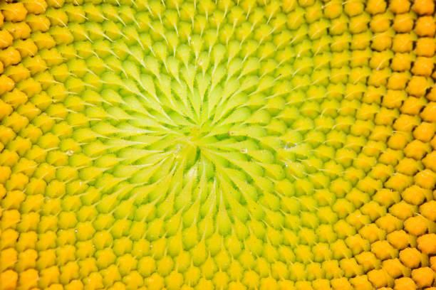Sunflowers field landscape in group or isolated