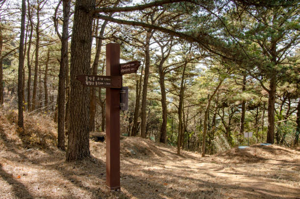 istock Hiking in Busan, South Korea 900360436