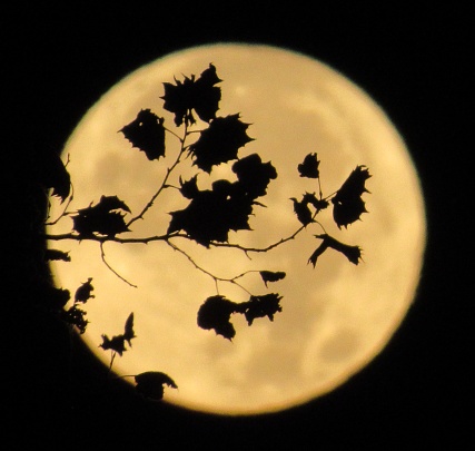Rama de árbol de luna llena y silueta de hojas photo