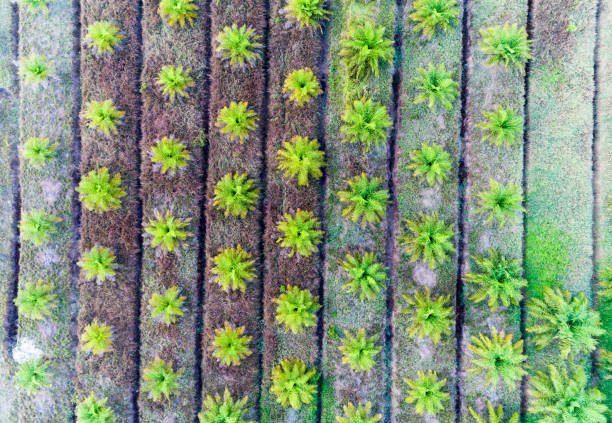 istock Oil Palm tree Top view from drone 900367572