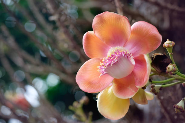 istock Orange Sala flower on Cannonball Tree 900370378