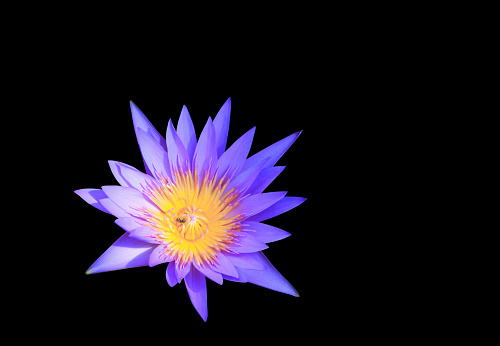 Lotus flower purple beautiful isolated on black background and clipping path