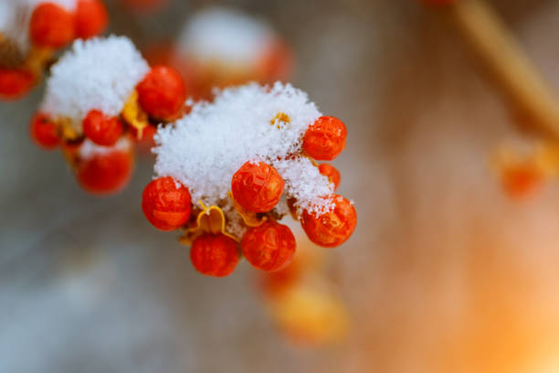istock Red berries of mountain ash under the snow. 900373986