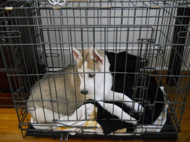 istock Puppy husky in a crate 900377042