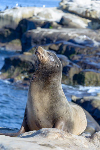 istock Sea Lion - Adolescent - Nose Up - Left Profile 900377056