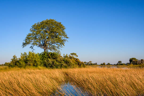 istock Nature’s beauty in the Okavango Delta 900377096
