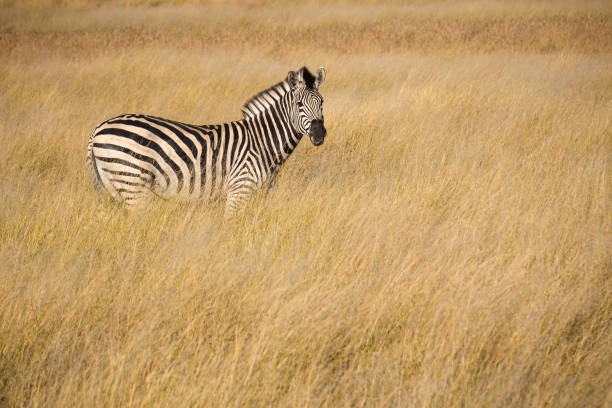 istock Africa’s amazing animals 900377184