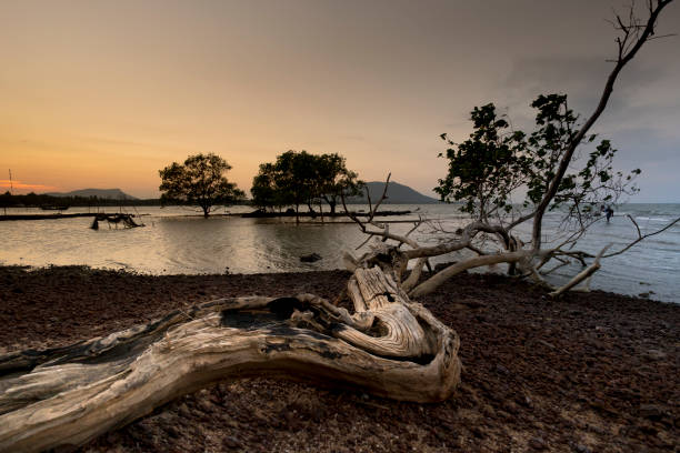 istock Old tree lying down on a beach in Phu Quoc island, on sunset 900377650