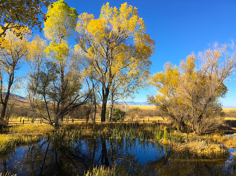 Cottonwood trees turn color in the Autumn along the San Pedro River. The San Pedro Riparian National Conservation Area is near Sierra Vista, Arizona, USA.