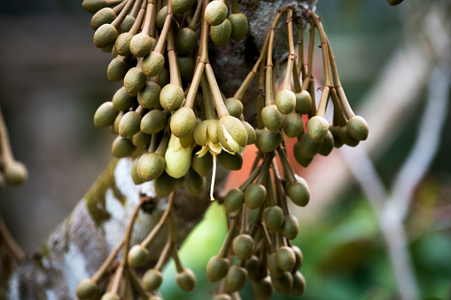 bunch buds and durian flowers