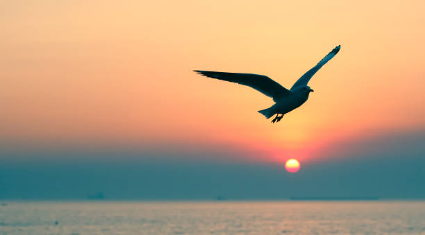 istock Seagull flying over sea 900381194