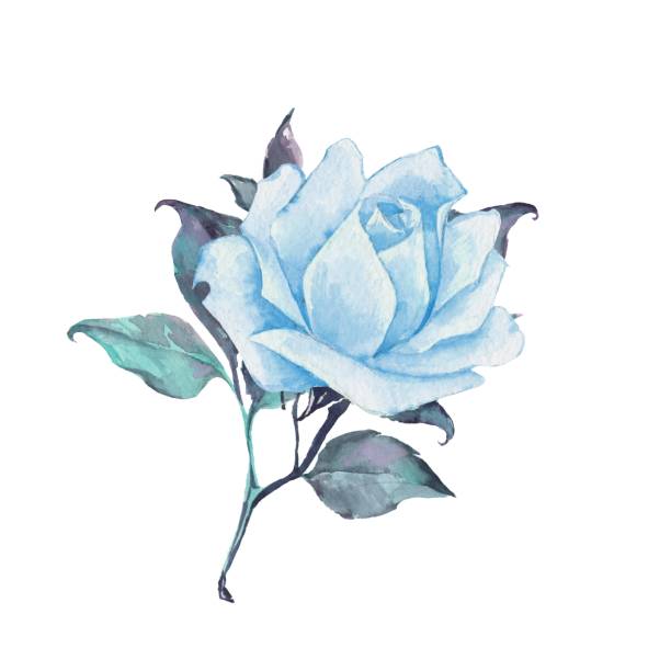 Single rose. Watercolor illustration Single blue rose. Watercolor illustration blue roses stock illustrations