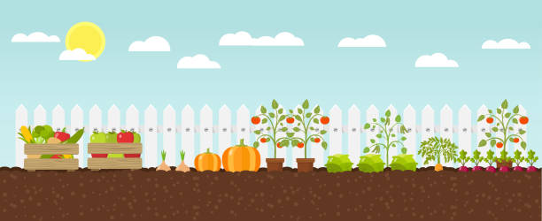 crop growing Flat Design growing vegetables garden stock illustrations