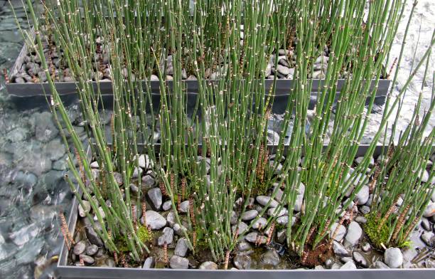 Equisetum fluviatile also known as water horsetail, puzzle grass or snake grass in modern planters. Equisetum fluviatile also known as water horsetail, puzzle grass or snake grass in modern planters. carex pluriflora stock pictures, royalty-free photos & images
