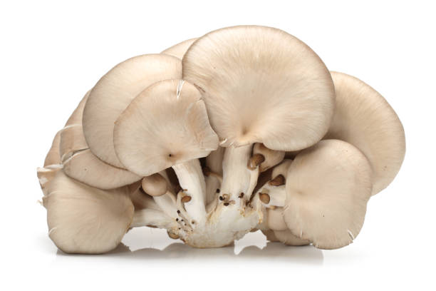 Oyster mushrooms   Isolated on white background