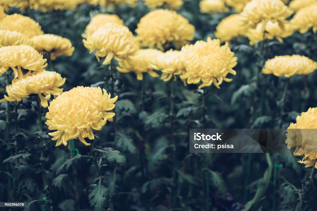 yellow chrysanthemum. blooming aster flower in garden. flora field yellow chrysanthemum. blooming aster flower in garden. flora field. nature background Agricultural Field Stock Photo