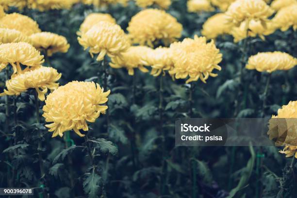 Yellow Chrysanthemum Blooming Aster Flower In Garden Flora Field Stock Photo - Download Image Now