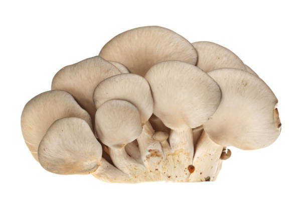 istock Oyster mushroom  on a white background 900396534