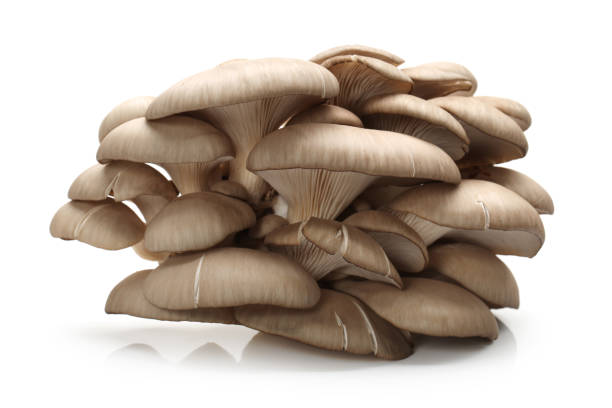 istock Oyster mushrooms   Isolated on white background 900396772
