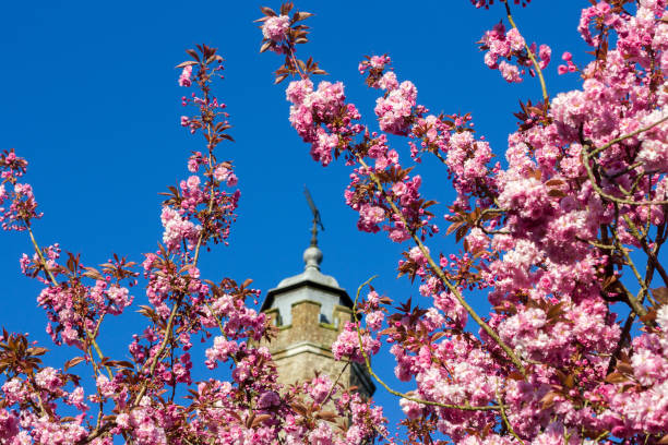 istock St Nicholas Church in Sevenoaks, England 900400956