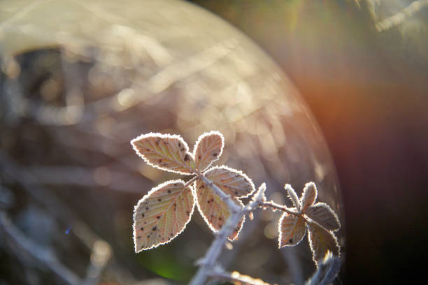 The frost on the blackberry leaves,image of a