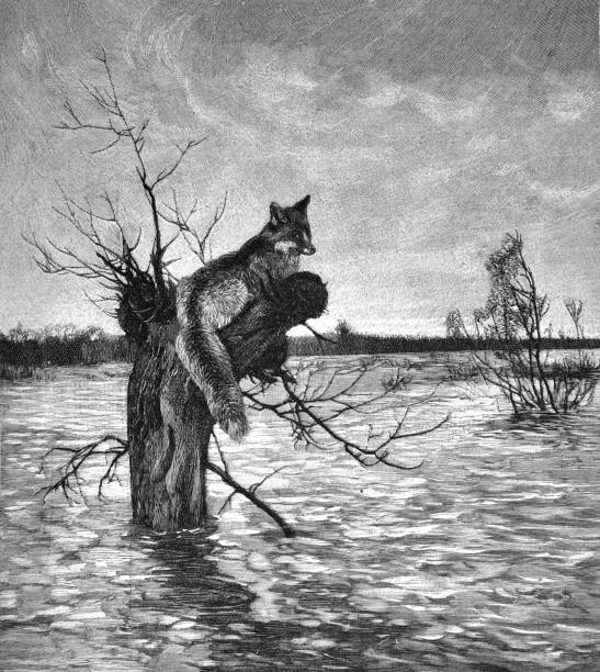 lis ucieka do drzewa przed powodzią - 1896 - 1896 stock illustrations