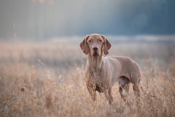 istock Hungarian hound vizsla dog in field 900405208