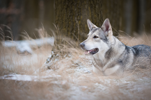 wolf in forrest in winter in forrest