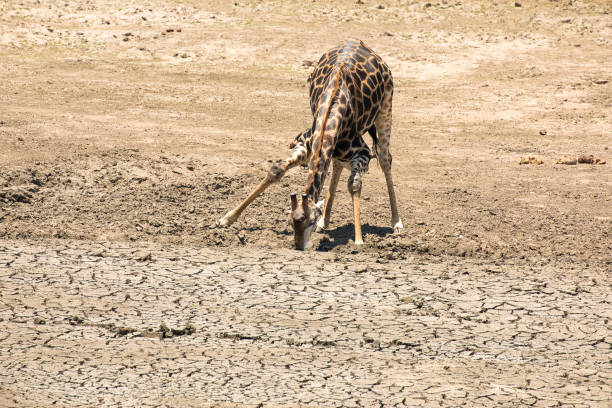Young giraffe tries to get the last water from a parched waterhole in Kruger National Park, South Africa.