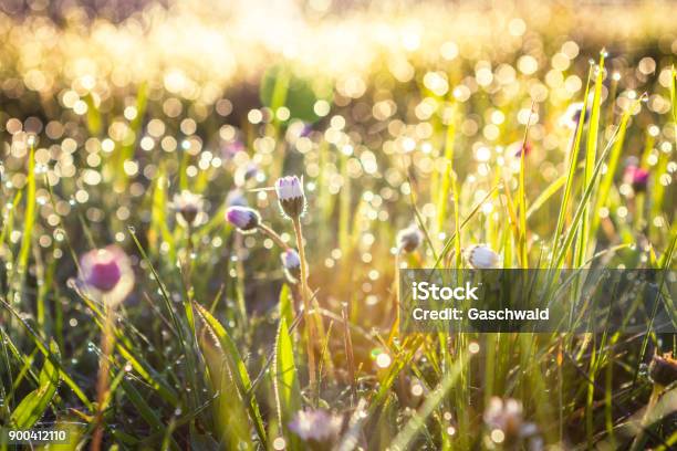 Campo De Hierba De Verano Con Flores Antecedentes Concepto Enfoque Suave Bokeh Tonos Cálidos Foto de stock y más banco de imágenes de Prado