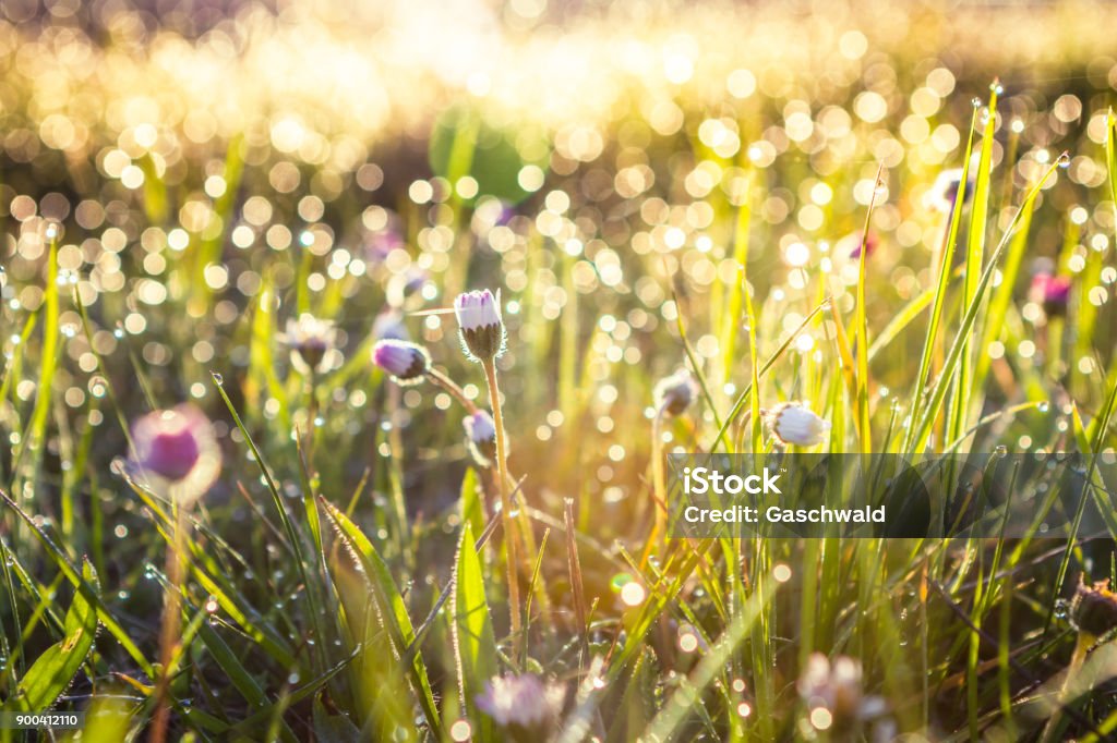 Champ d’herbe l’été avec le concept abstrait, flou artistique, bokeh, fleurs, tons chauds - Photo de Prairie libre de droits