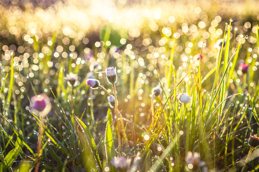Summer grass field with flowers, abstract background concept, soft focus, bokeh, warm tones