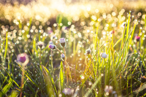 summer grass field with flowers, abstract background concept, soft focus, bokeh, warm tones - dew imagens e fotografias de stock