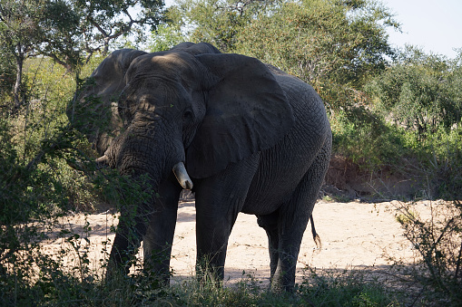 African Elephant Kruger National Park alone in the wilderness .