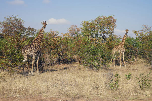 parco nazionale africano giraffe kruger nella natura selvaggia testa - giraffe south africa zoo animal foto e immagini stock