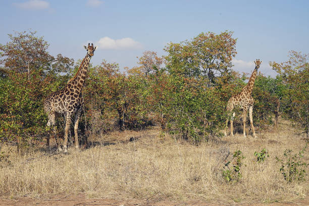 istock African Giraffe Kruger National Park in the wilderness Head 900416174