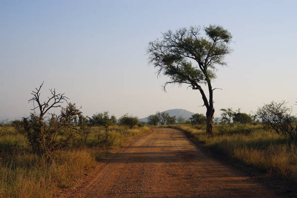 istock African Street in the Wilderness with Tree 900416460