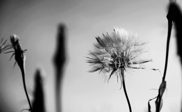 istock Beach Flower in Black and White 900417292