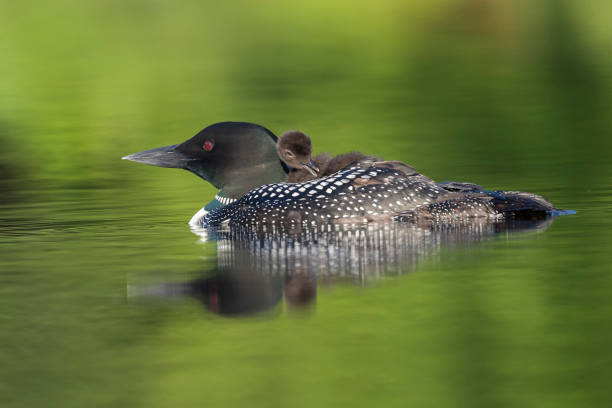 istock Common Loon chick preening its feathers on its mother's back 900417514