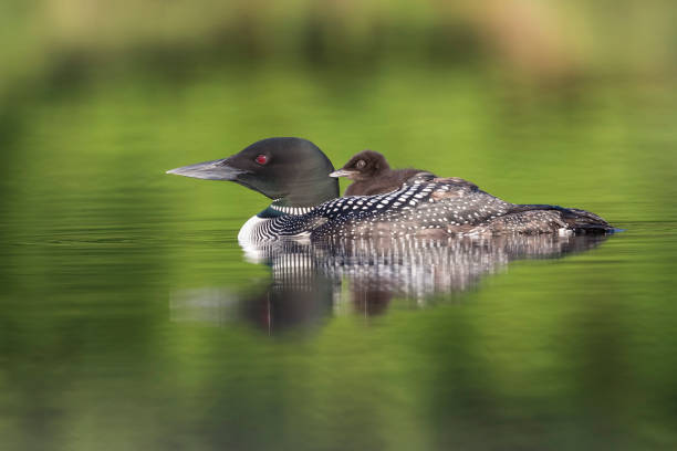 istock Common Loon chick riding on its mother's back 900419582