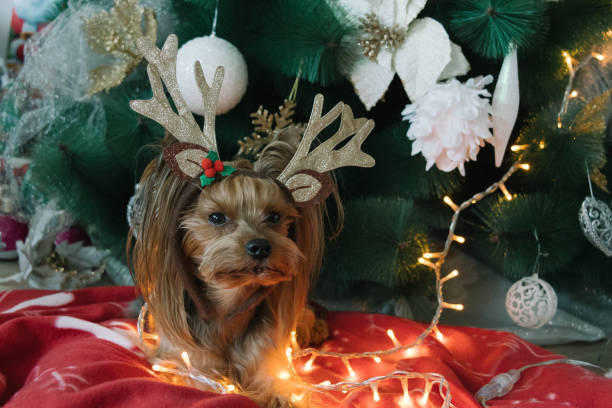 istock Cute Yorkshire Terrier in front of Christmas tree 900419854