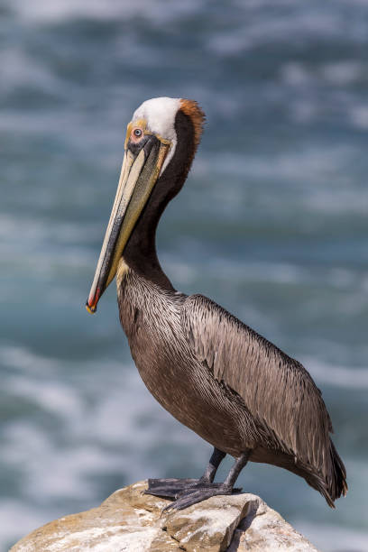 istock Brown Pelican perched on a rock 900420204