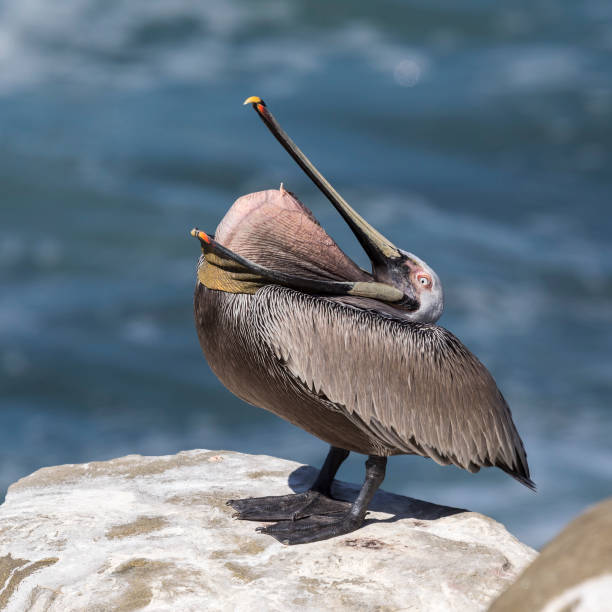 istock Brown Pelican inverting its pouch 900420240