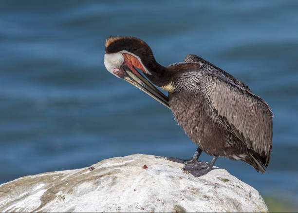 istock Brown Pelican preening its feathers 900420250