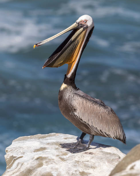 istock A Brown Pelican stretches its neck with its pouch open 900420306