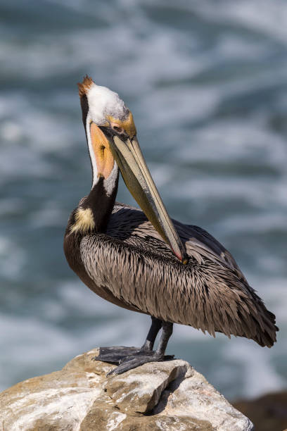 istock Brown Pelican preening its feathers 900420354
