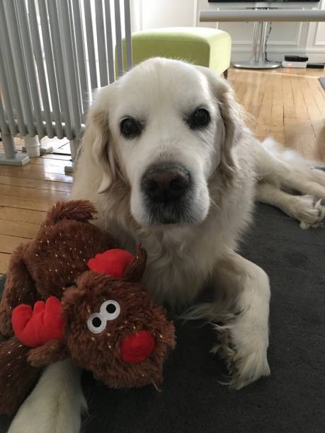 istock Gloden retriever with his deer toy 900422924